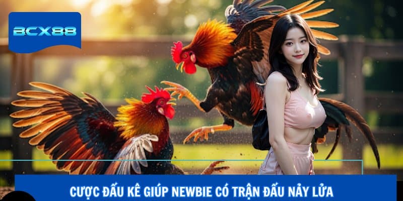 Cược đấu kê giúp newbie có trận đấu nảy lửa