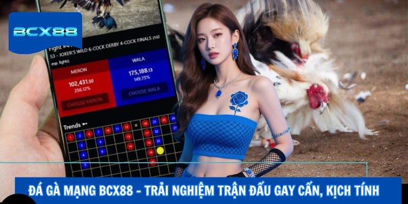Đá gà mạng BCX88