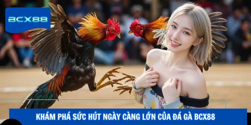 Khám phá sức hút ngày càng lớn của đá gà BCX88