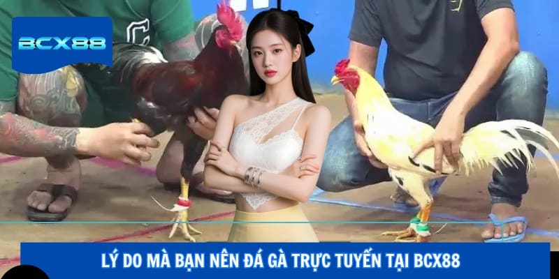 Lý do mà bạn nên đá gà trực tuyến tại BCX88